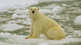 Белый медведь в Баренцевом море - фото из архива