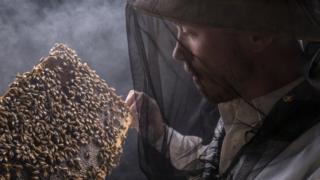 Пчеловод рассматривает часть улия