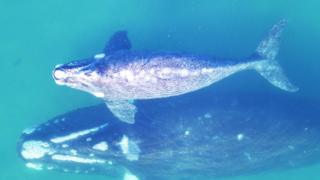Ballena franca austral con su cría