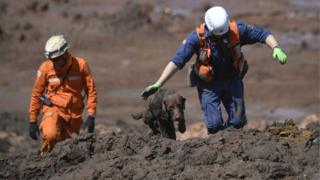 Chewbacca, cão da brigada de bombeiros de SC, ajuda a procurar vítimas do rompimento da barragem