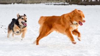 Luna and Tilly play in the snow