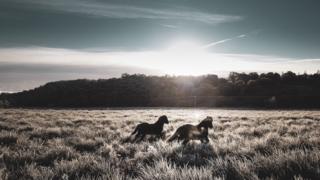 Horses playing at the icy sunrise