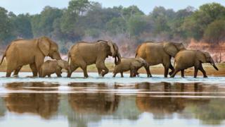 File photo of elephants