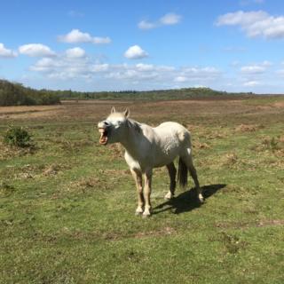 A pony in a field