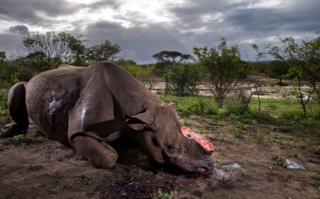 Brent Stirton WPY fotoğrafı