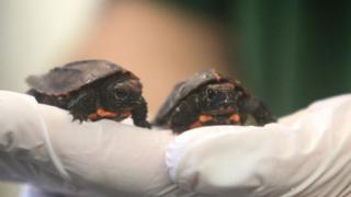 Keeled box turtles