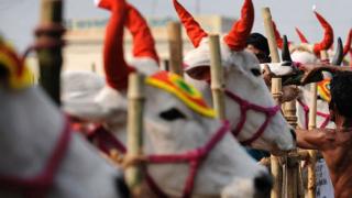 গরুর হাটে সারি করে বেধে রাখা গরু