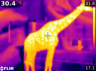 Thermal image of a giraffe
