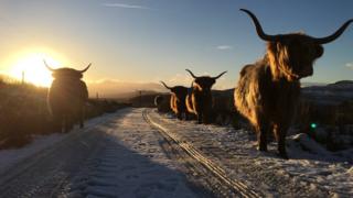 Highland cows at Ballimore Farm