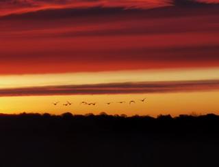 Geese flying at sunset