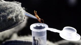 Ученый из Австралии собирает образцы мха