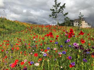 Wildflowers on the road through Port Elphinstone and Inverurie