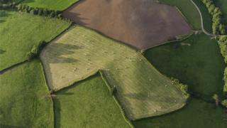Fields