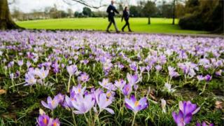 crocus