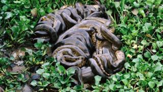 Francois Savigny/naturepl.com