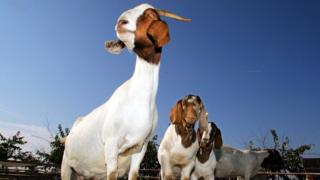 A herd of goats in the US