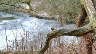 Robin on a branch by a river