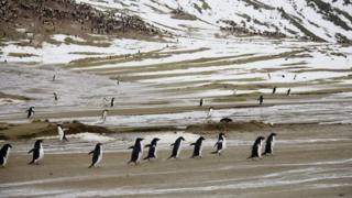 Penguins on Seymour Island, Antarctica