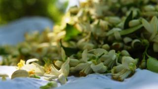 نارنج ګل