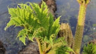 Giant rhubarb