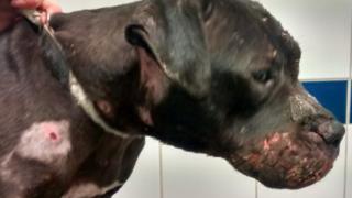 Kali, Staffordshire Bull Terrier
