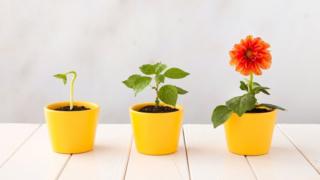 Plantas