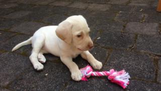 Саша, бледно-золотой лабрадорский щенок, сидит на земле рядом с ярко-розовой игрушкой для жевания