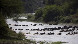 Nyumbu wakivuka mto kayika mbuga za Serengeti (Tanzania) na Masai Mara (Kenya) .