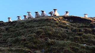 Neil MacNeill looked up and saw this "cheeky bunch" watching him as he walked at Machir Bay on Islay