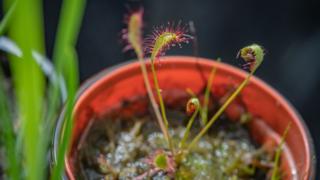 Great sundew