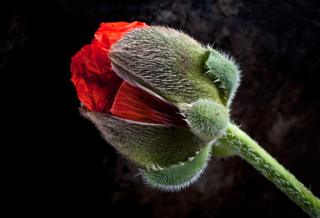 Giant Poppy - Stuart Hall / www.igpoty.com