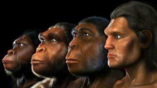   Human Ancestors 