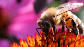 bee
