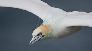 Gannet in Fishing Net