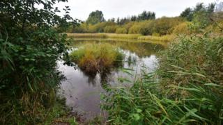 Pond