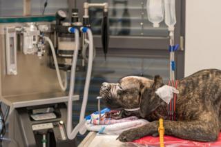 Incubated dog on a ventilator