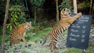 Два детёныша Суматранского тигра играют рядом с доской, установленной в их корпусе