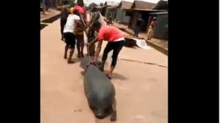Area boys wey gbab Sea Lion for Burutu Delta State don enta 'hot pepper soup'