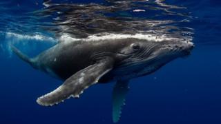 Ballena jorobada.