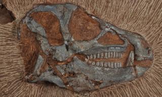 Heterodontosaurus tucki