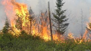 forest fire