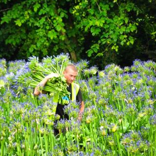 Flower picker in field