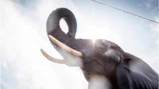 யானை