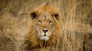aslan