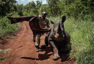 A ranger of Kenya Wildlife Services tries to cover the eyes of female Southern white rhino, Elia.