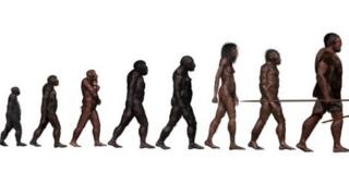 Stages in human evolution, illustration