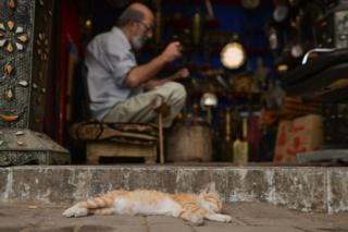 Kucing tidur