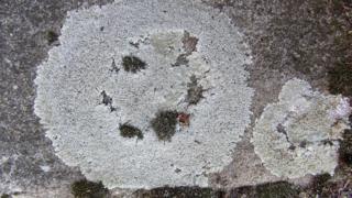 liquen