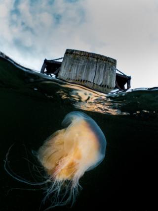 I thought you might like this image of a Lions Mane Jellyfish, taken yesterday under the abandoned pier at Inverkip. We had a lovely evening dive around the pier and there were plenty of Jellyfish when we surfaced