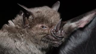 a vampire bat in the wild has a slightly grumpy expression